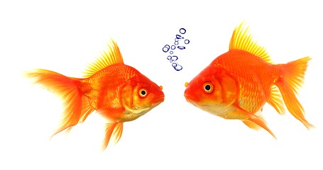 Image showing goldfish