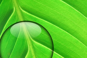 Image showing green leaf with water drop