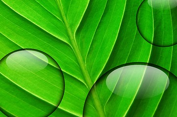 Image showing green leaf with water drop