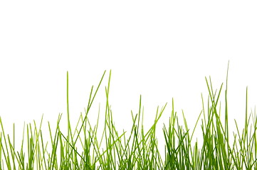 Image showing grass