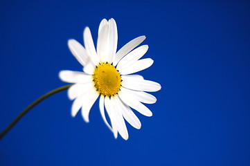 Image showing daisy under blue spring sky