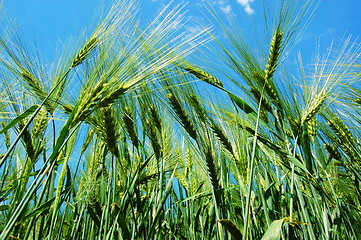 Image showing wheat grain under blue sky