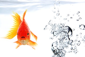 Image showing goldfish