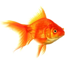 Image showing goldfish