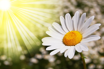 Image showing daisy flower on a summer field