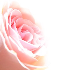 Image showing rose flower