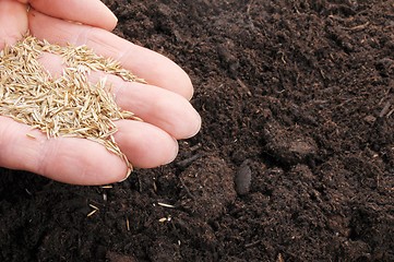 Image showing hand sowing seed