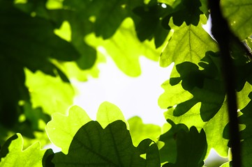 Image showing leaves