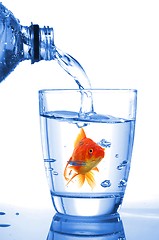 Image showing goldfish