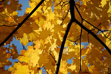 Image showing Fall leaves