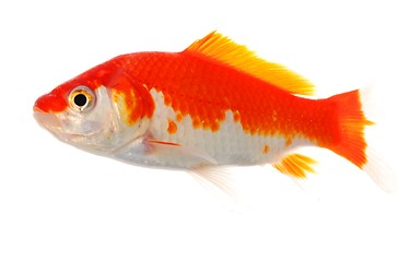 Image showing goldfish