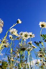 Image showing daisy flower under blue sky