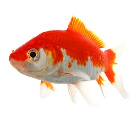 Image showing goldfish