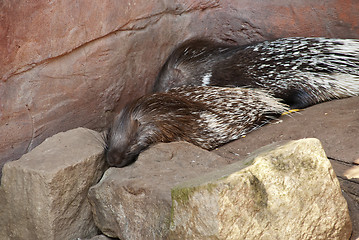 Image showing Indian Crested Porcupines