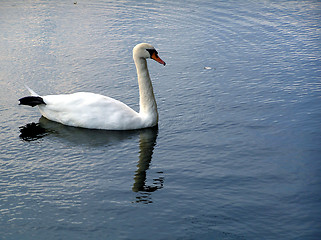 Image showing Swan