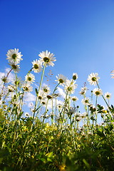 Image showing daisy flower from below with blue sky