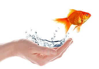 Image showing goldfish