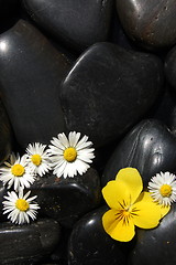 Image showing daisy flowers on black stones