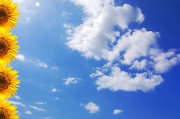 Image showing sunflower and blue sky