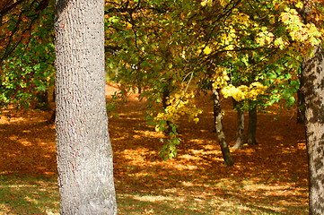 Image showing forest and garden with golden leaves at fall