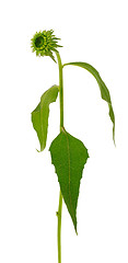 Image showing Echinacea purpurea  flower over white background