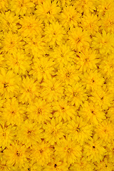 Image showing Group of Rudbeckia laciniata flower heads – yellow daisy background