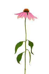 Image showing Echinacea purpurea  flower over white background