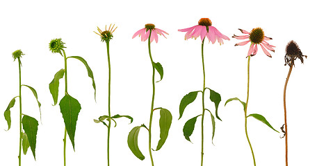 Image showing Evolution of Echinacea purpurea  flower  isolated on white background