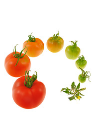 Image showing Evolution of red tomato isolated on white background