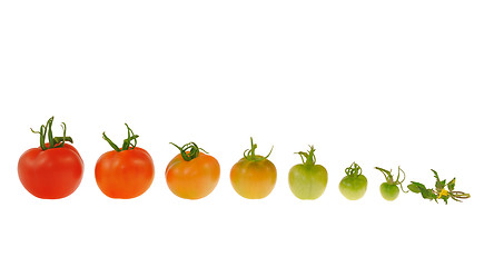 Image showing Evolution of red tomato isolated on white background