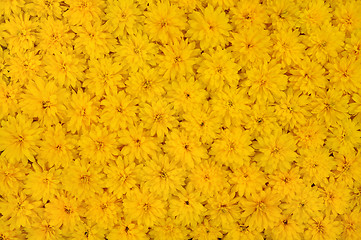 Image showing Group of Rudbeckia laciniata flower heads – yellow daisy background