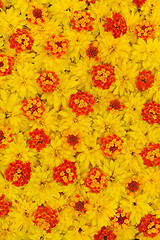 Image showing Group of Rudbeckia laciniata and Lantana camara flower heads