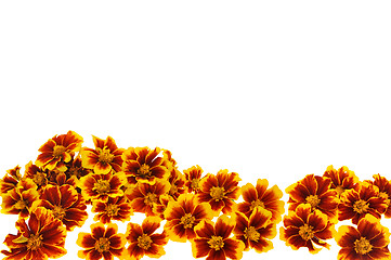 Image showing Marigold  flower heads over white background