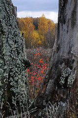 Image showing View Between Tree Trunks