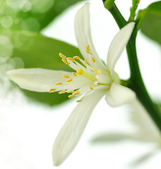 Image showing Lemon flower 