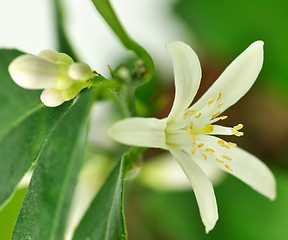 Image showing Lemon flower