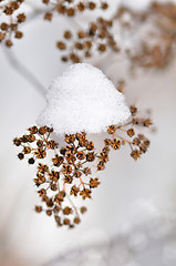 Image showing dried winter plant with snow 