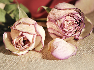Image showing dried roses close up 