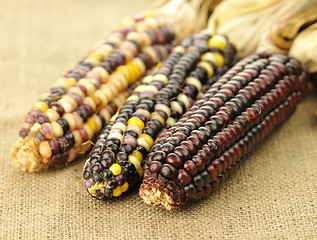 Image showing indian corn 