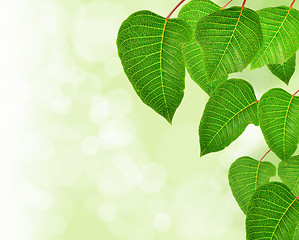 Image showing fresh green leaves background