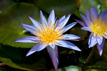 Image showing Water Lily