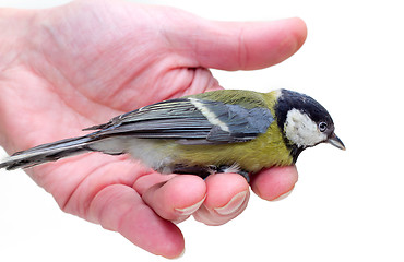 Image showing The titmouse  sitting  on a hand 2