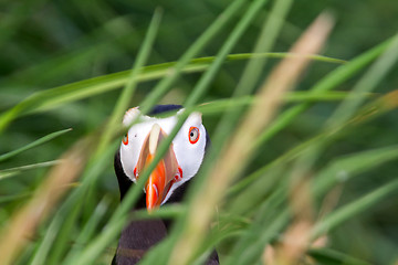 Image showing puffin In the grass sea (Fratercula) 2