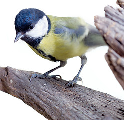 Image showing Great Tit, Parus Major