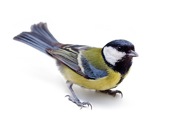 Image showing Titmouse 9