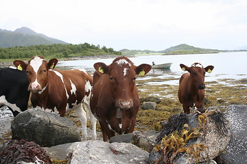 Image showing NRF cows