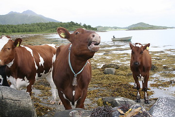 Image showing cows in a gap