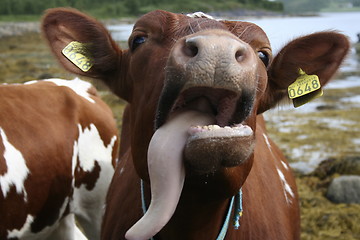 Image showing cow