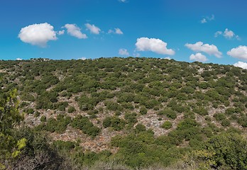 Image showing Green hill covered with bushes