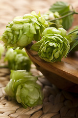 Image showing Hop cone and leaves